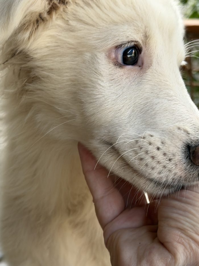 💖🐾 perla 🐾💖 dolcissima cucciola taglia media in adozione - media 9