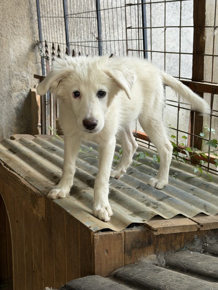 💖🐾 perla 🐾💖 dolcissima cucciola taglia media in adozione - media 8