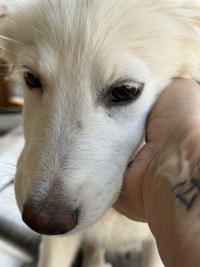 💖🐾 perla 🐾💖 dolcissima cucciola taglia media in adozione - media 10