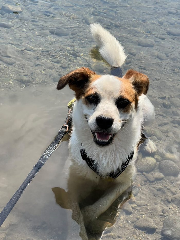 Moito incrocio Jack Russel