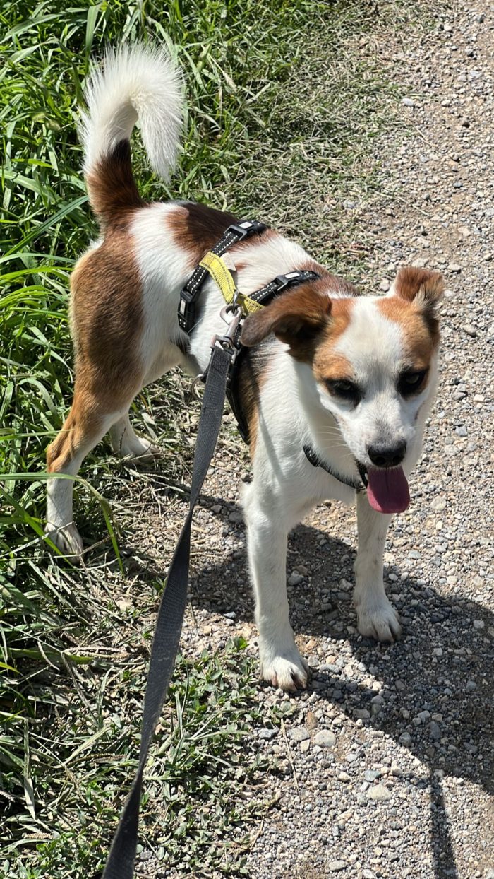 Moito incrocio Jack Russel