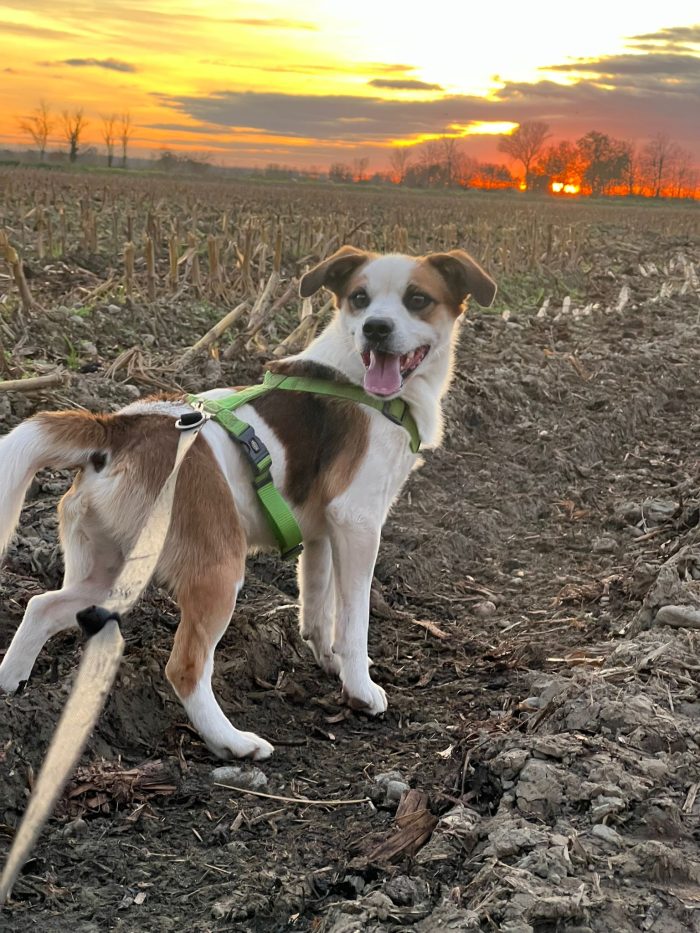 Moito incrocio Jack Russel - media 4