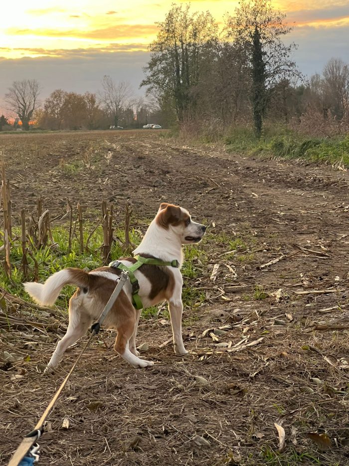 Moito incrocio Jack Russel