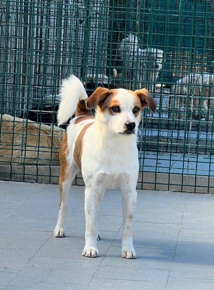 Moito incrocio Jack Russel - media 5