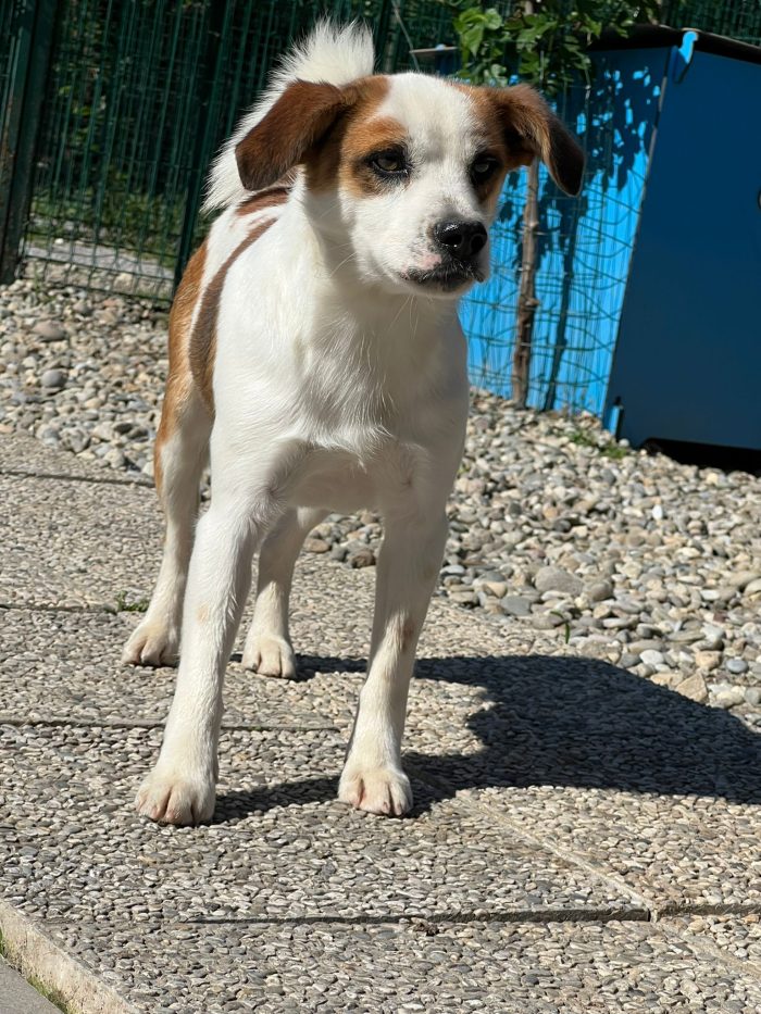 Moito incrocio Jack Russel - media 6