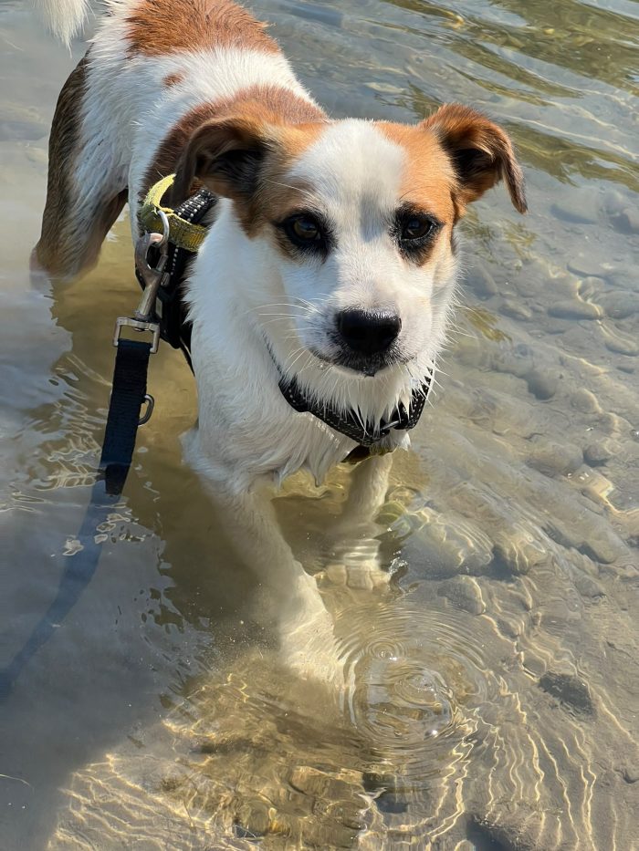 Moito incrocio Jack Russel - media 8