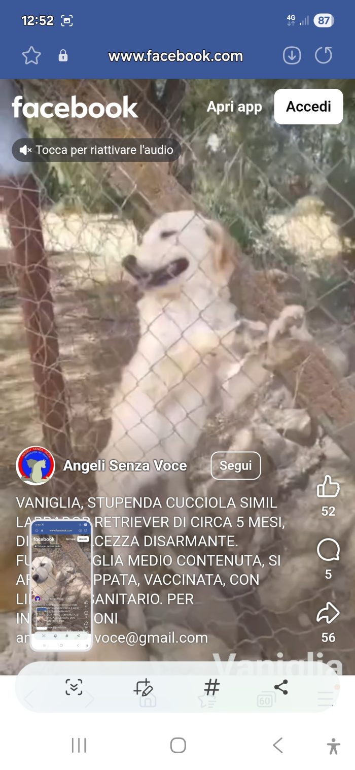 Femmina 5mesi e 1/2 simil Labrador Retriever tg media