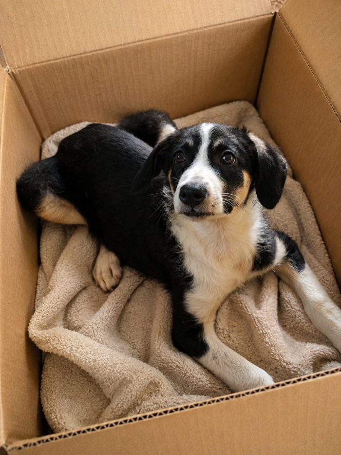 Un cucciolo in adozione