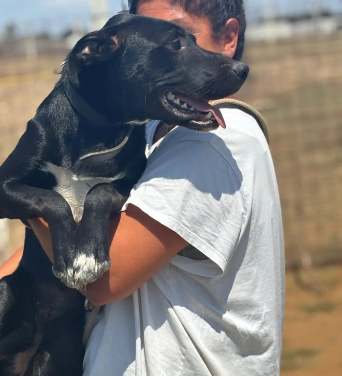 Isotta dolce cucciolotta 7 mesi cerca casa - in adozione a Latina