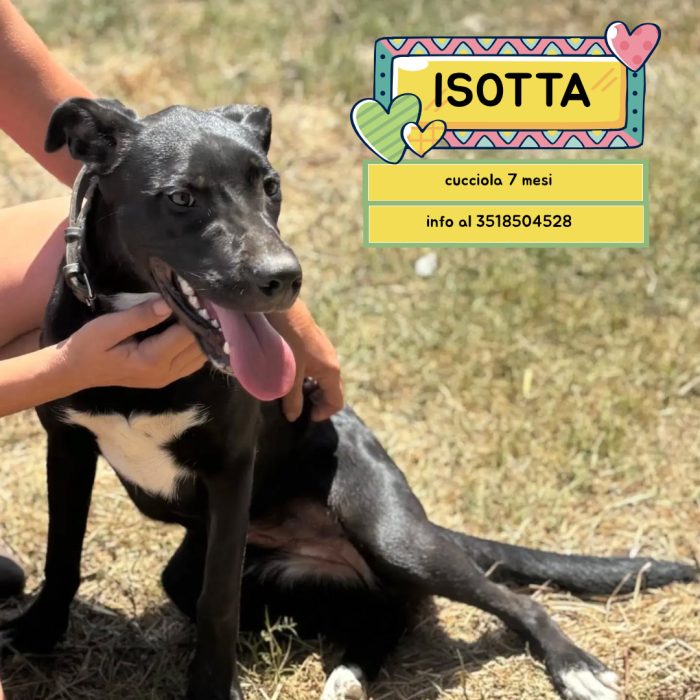 Isotta dolce cucciolotta 7 mesi cerca casa - in adozione a Latina