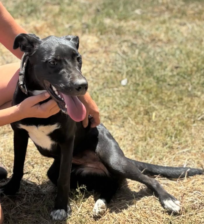 Isotta dolce cucciolotta 7 mesi cerca casa - in adozione a Latina - media 5
