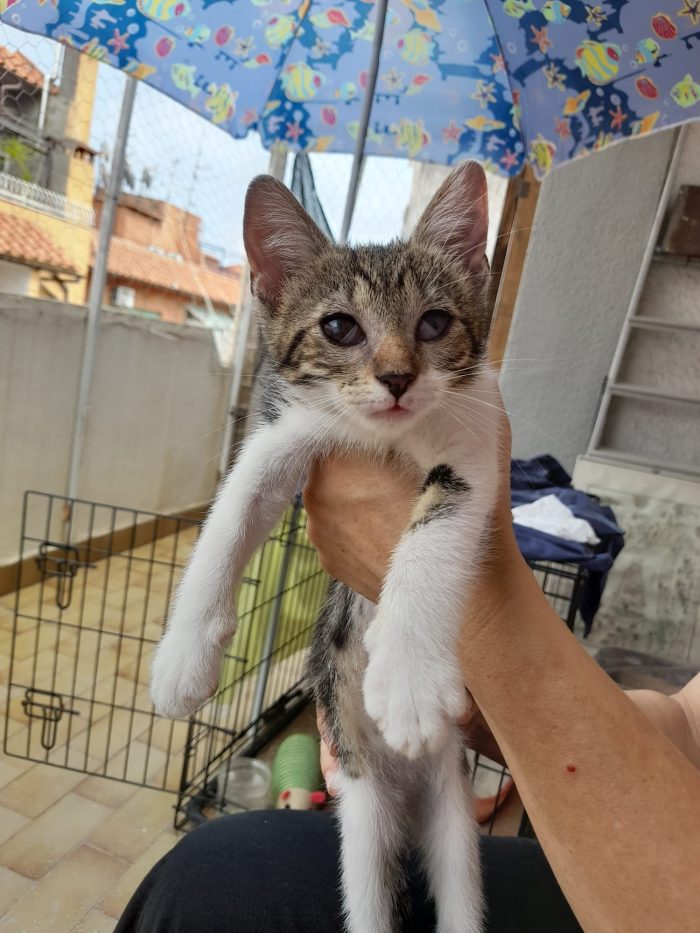 Bignè gattina dolcissima