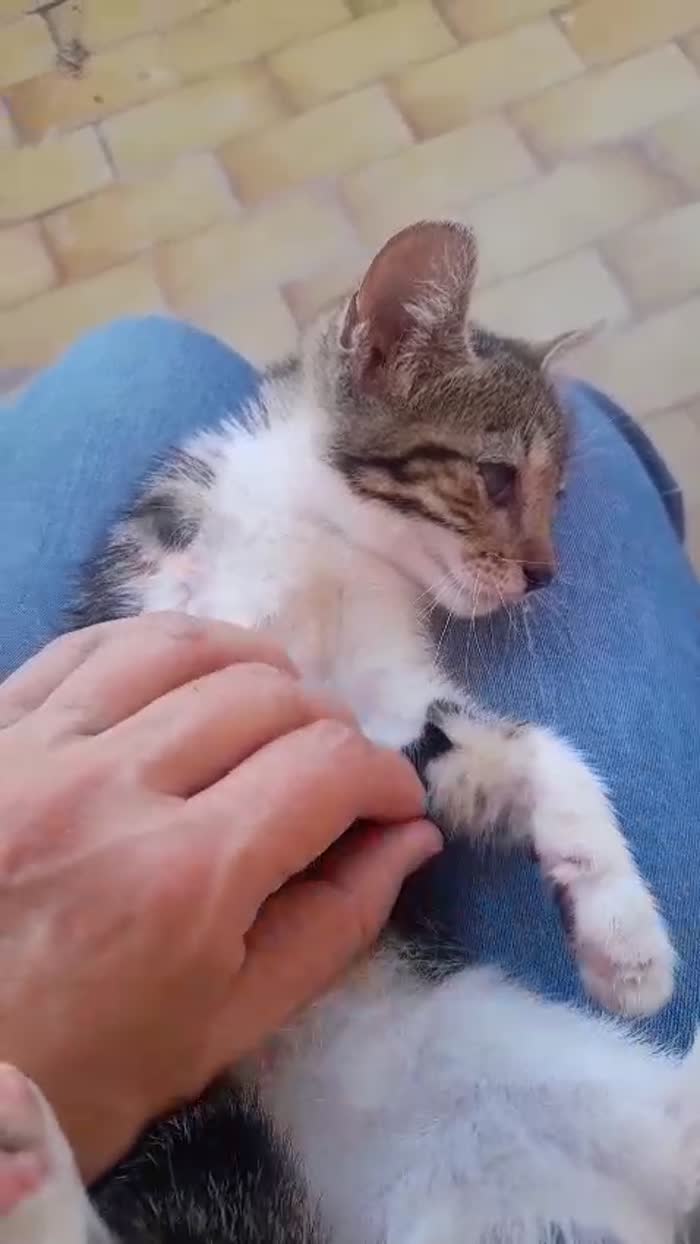 Bignè gattina dolcissima - media 5