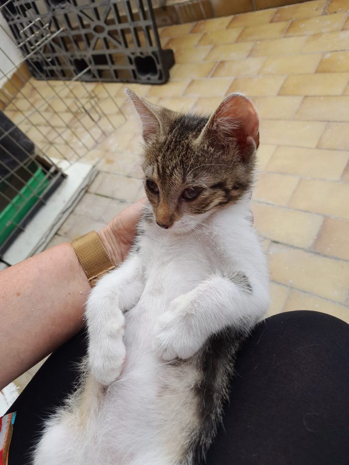 Bignè gattina dolcissima