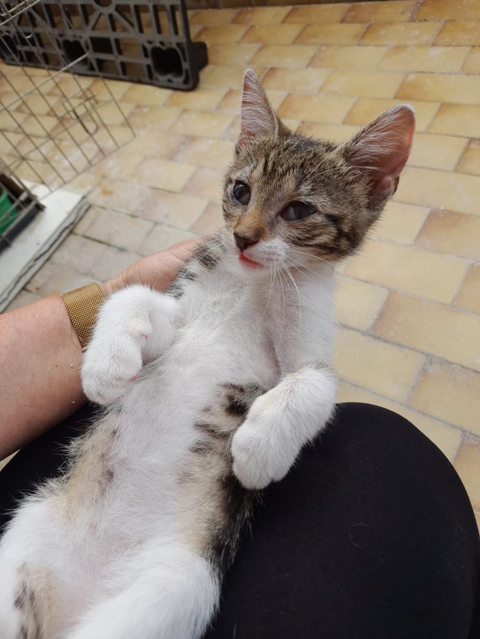 Bignè gattina dolcissima