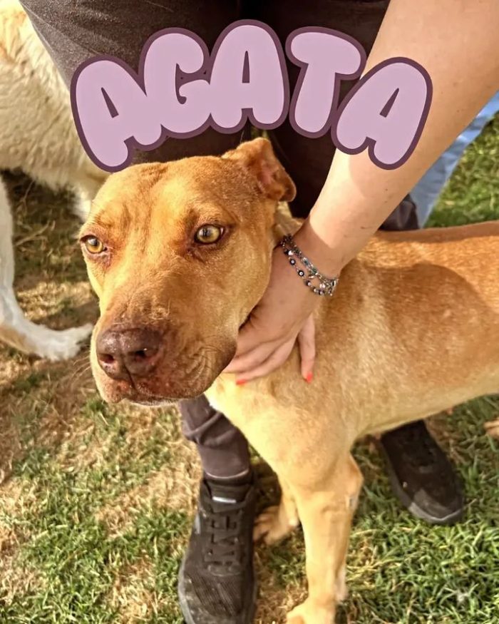 Agata  una bellezza che conquista al primo sguardo - media 8