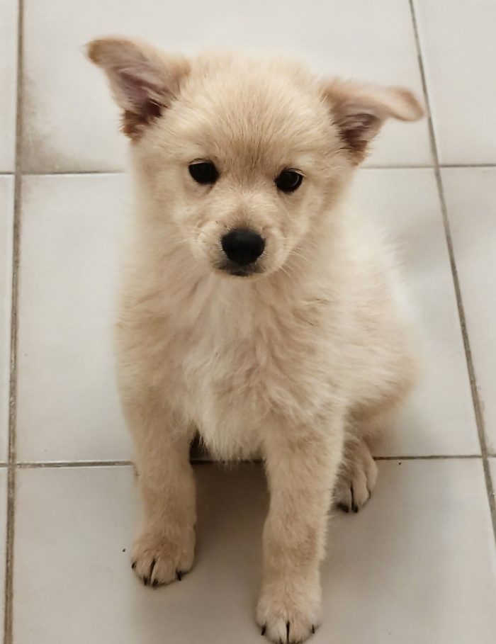 Marvin dolcissimo cucciolo simil volpino