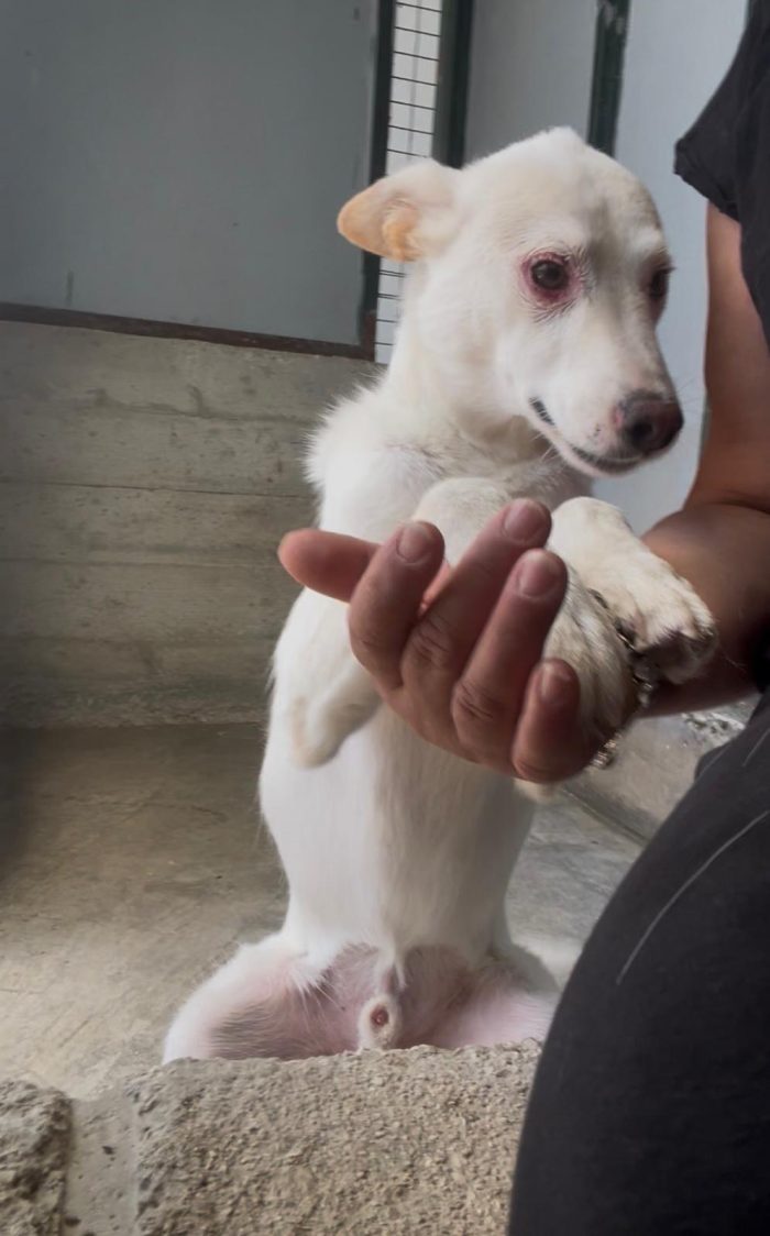 Adozione del cuore per il piccolo Coco
