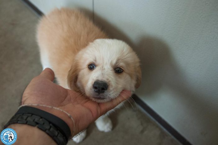 5 sfumature di miele: la banda dei cuccioli vi aspetta… - media 5