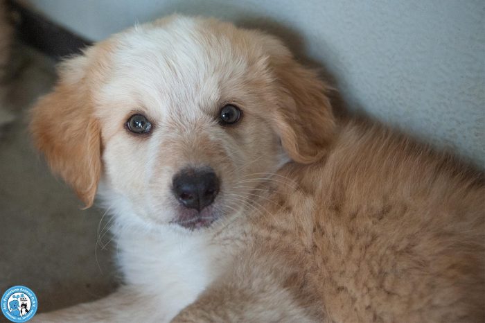 5 sfumature di miele: la banda dei cuccioli vi aspetta… - media 4