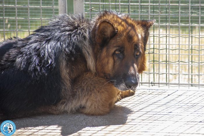 Gino: il riscatto di un pastore tedesco fiero e regale… - media 5
