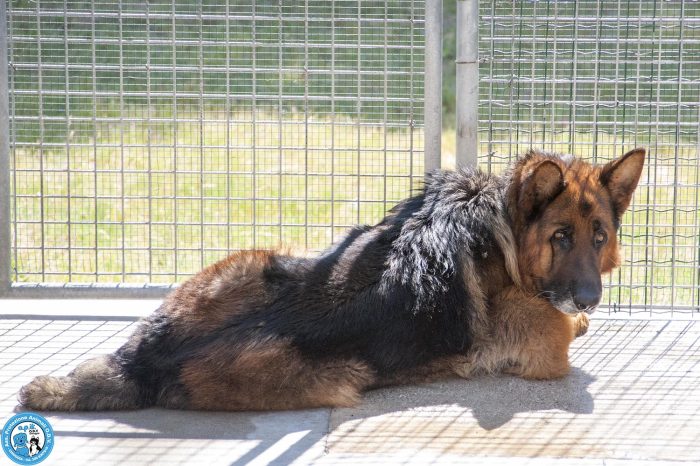 Gino: il riscatto di un pastore tedesco fiero e regale… - media 4