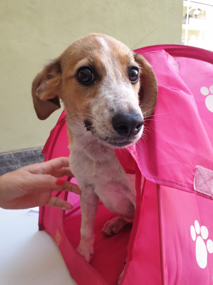 💕EMMA, SPLENDIDA CUCCIOLA, CERCA CONDIVISIONI E ADOZIONE 🏠
