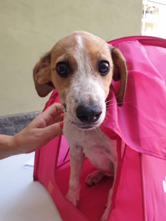 💕EMMA, SPLENDIDA CUCCIOLA, CERCA CONDIVISIONI E ADOZIONE 🏠