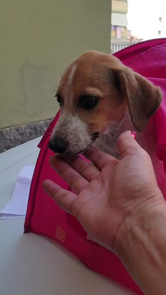 💕EMMA, SPLENDIDA CUCCIOLA, CERCA CONDIVISIONI E ADOZIONE 🏠 - media 7