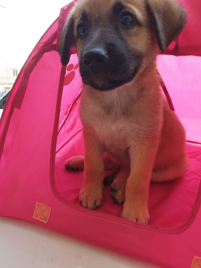 💘ZOE, MERAVIGLIOSA DOLCE CUCCIOLOTTA MIX PASTORE TEDESCO, CERCA ADOZIONE 🏠
