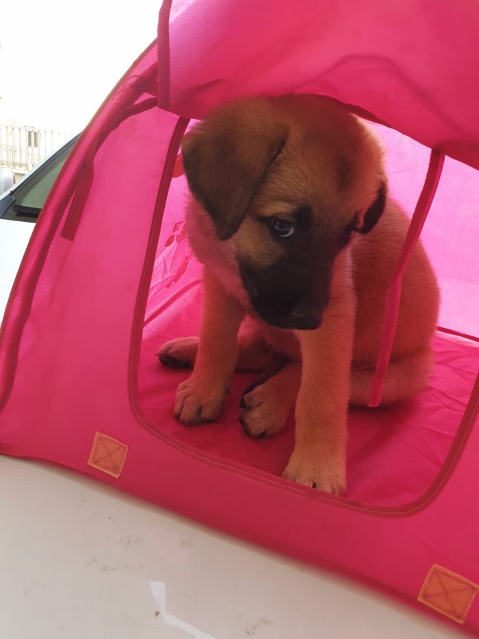 💘ZOE, MERAVIGLIOSA DOLCE CUCCIOLOTTA MIX PASTORE TEDESCO, CERCA ADOZIONE 🏠
