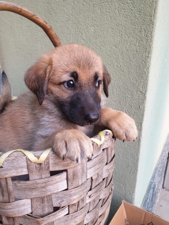 ❤️CUCCIOLOTTA MIX PASTORE TEDESCO, CERCA ADOZIONE 🏠💘SHASA, MERAVIGLIOSA - media 4