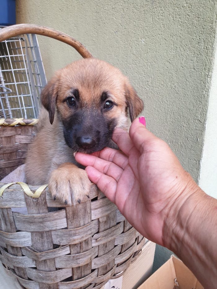 ❤️CUCCIOLOTTA MIX PASTORE TEDESCO, CERCA ADOZIONE 🏠💘SHASA, MERAVIGLIOSA - media 5