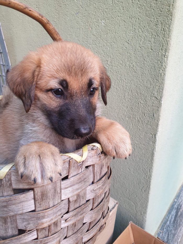 ❤️CUCCIOLOTTA MIX PASTORE TEDESCO, CERCA ADOZIONE 🏠💘SHASA, MERAVIGLIOSA - media 6