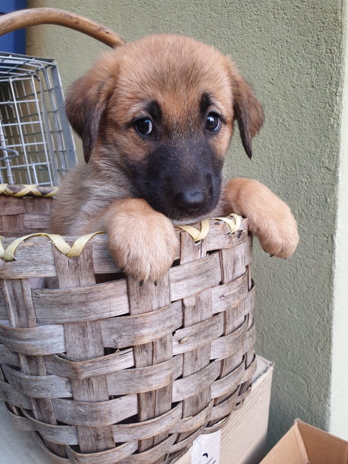 ❤️CUCCIOLOTTA MIX PASTORE TEDESCO, CERCA ADOZIONE 🏠💘SHASA, MERAVIGLIOSA