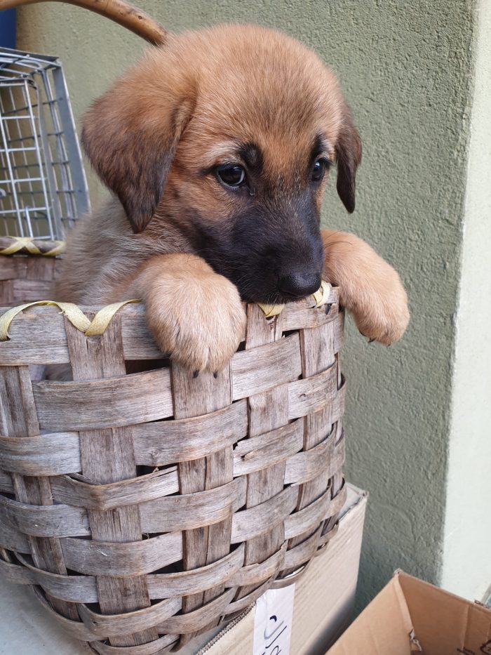 ❤️CUCCIOLOTTA MIX PASTORE TEDESCO, CERCA ADOZIONE 🏠💘SHASA, MERAVIGLIOSA