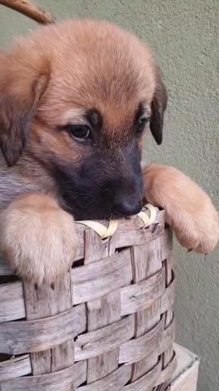 ❤️CUCCIOLOTTA MIX PASTORE TEDESCO, CERCA ADOZIONE 🏠💘SHASA, MERAVIGLIOSA - media 5