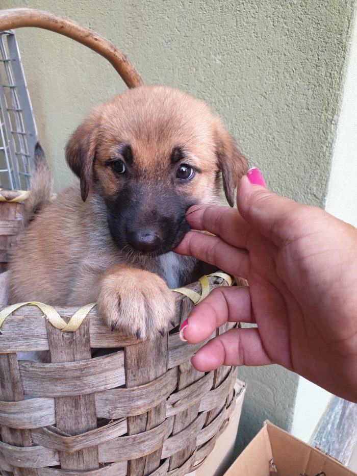 ❤️CUCCIOLOTTA MIX PASTORE TEDESCO, CERCA ADOZIONE 🏠💘SHASA, MERAVIGLIOSA - media 4