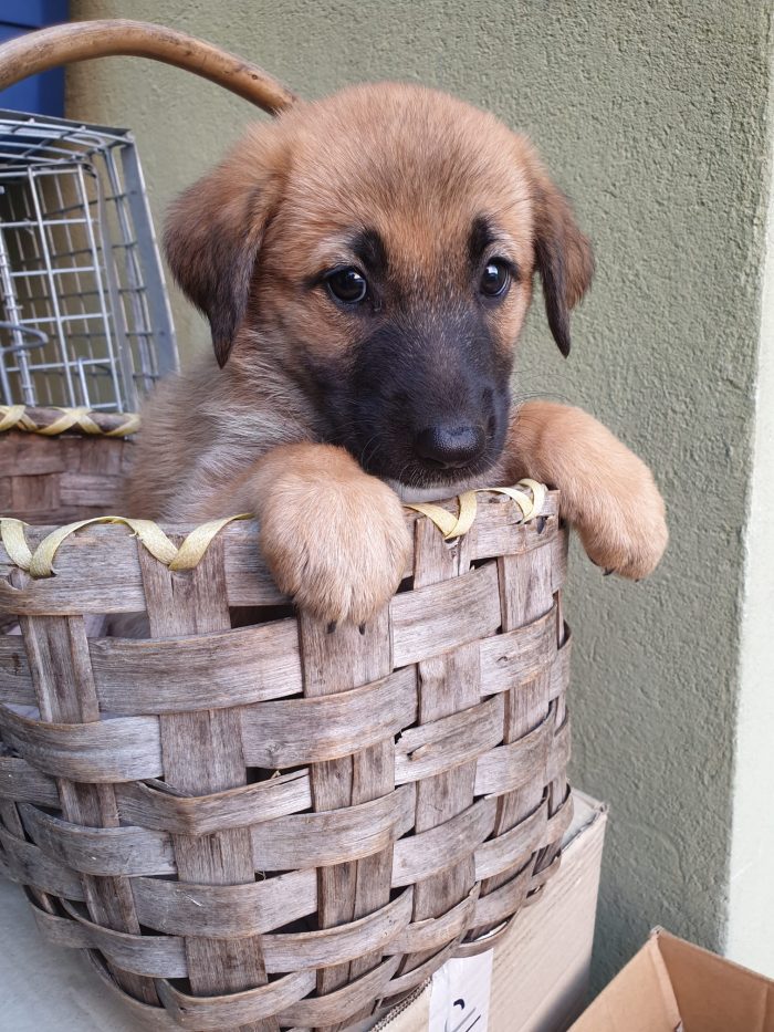 ❤️CUCCIOLOTTA MIX PASTORE TEDESCO, CERCA ADOZIONE 🏠💘SHASA, MERAVIGLIOSA