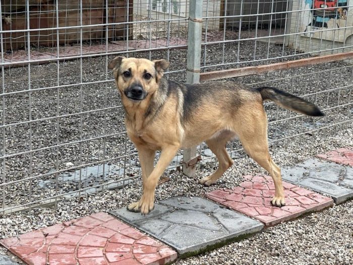 Pulla tenera cagnolina taglia medio piccola cerca famiglia paziente - media 4