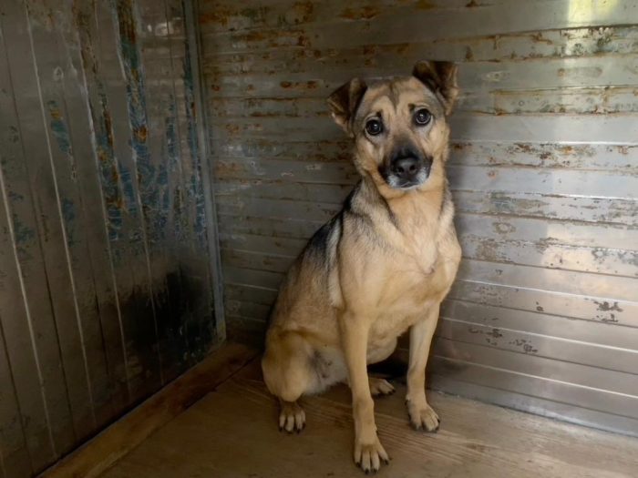 Pulla tenera cagnolina taglia medio piccola cerca famiglia paziente
