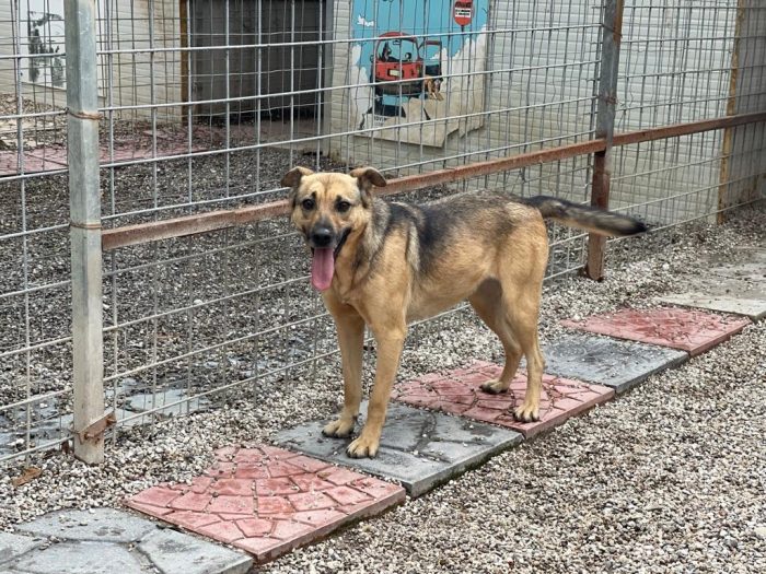 Pulla tenera cagnolina taglia medio piccola cerca famiglia paziente