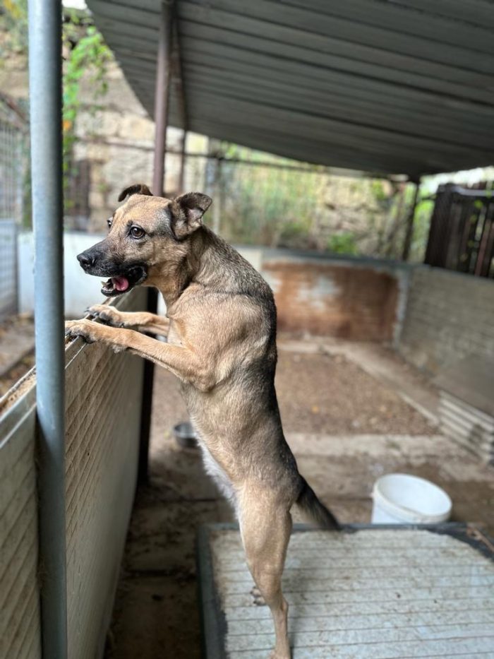 Pulla tenera cagnolina taglia medio piccola cerca famiglia paziente