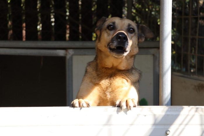Pulla tenera cagnolina taglia medio piccola cerca famiglia paziente - media 5
