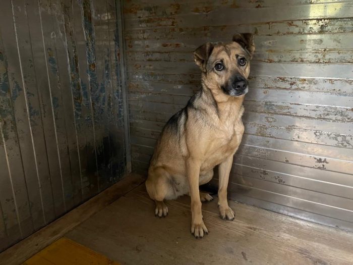 Pulla tenera cagnolina taglia medio piccola cerca famiglia paziente - media 8