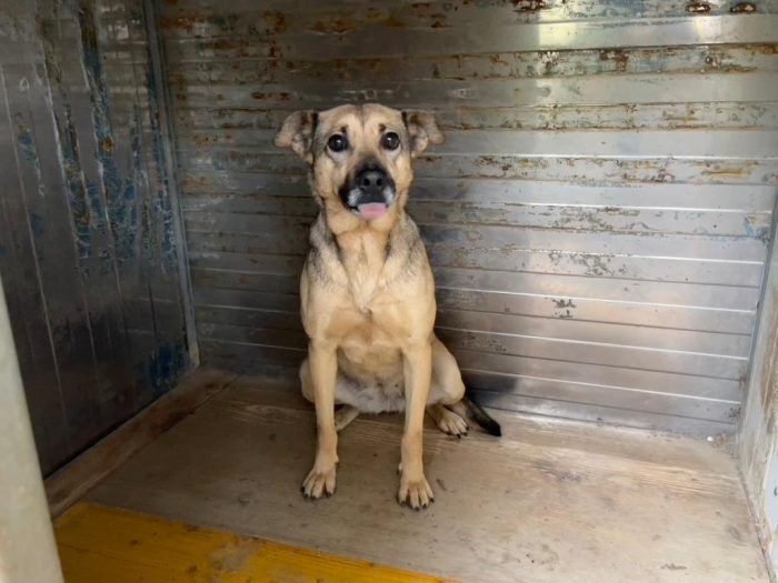 Pulla tenera cagnolina taglia medio piccola cerca famiglia paziente - media 6