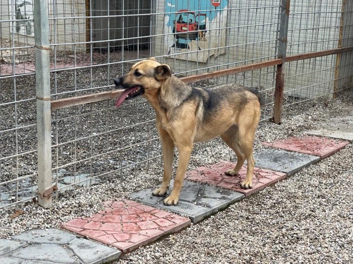 Pulla tenera cagnolina taglia medio piccola cerca famiglia paziente - media 7