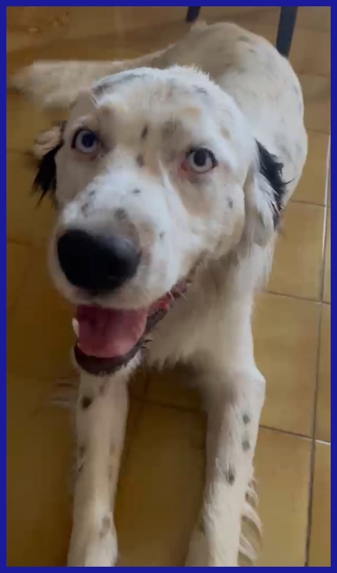 ACHILLE GIOVANE CAGNOLINO DAGLI SPLENDIDI OCCHI AZZURRI CERCA UNA FAMIGLIA CHE NON LO ABBANDONI PIU'!
