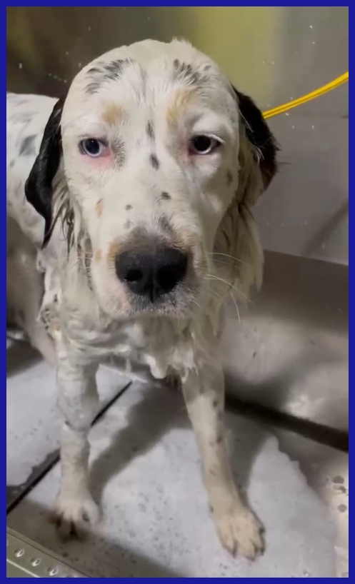 ACHILLE GIOVANE CAGNOLINO DAGLI SPLENDIDI OCCHI AZZURRI CERCA UNA FAMIGLIA CHE NON LO ABBANDONI PIU'!