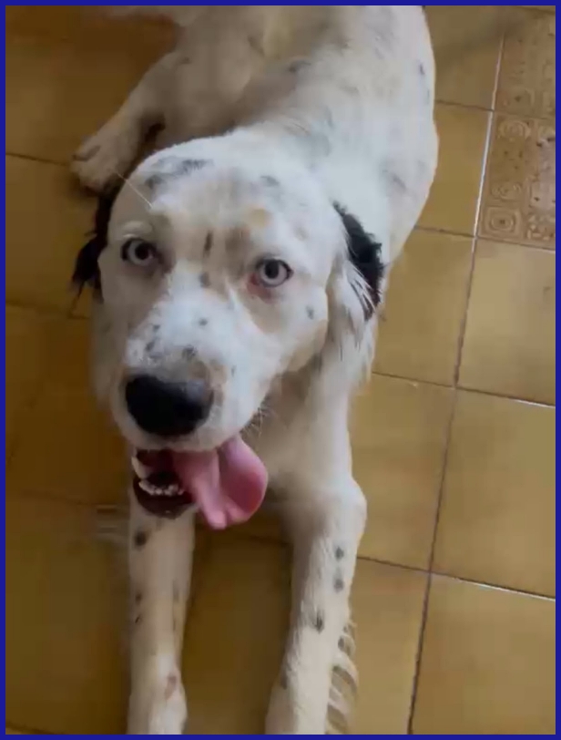 ACHILLE GIOVANE CAGNOLINO DAGLI SPLENDIDI OCCHI AZZURRI CERCA UNA FAMIGLIA CHE NON LO ABBANDONI PIU'! - media 5
